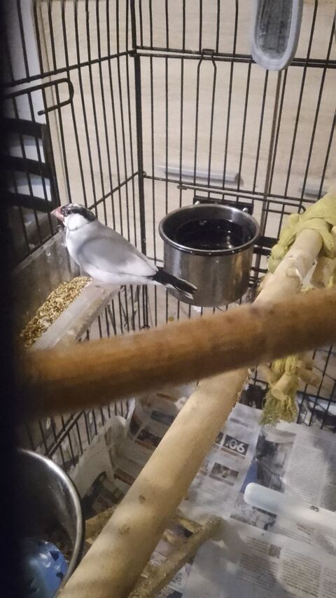 Padda de java 25 47200 Marmande