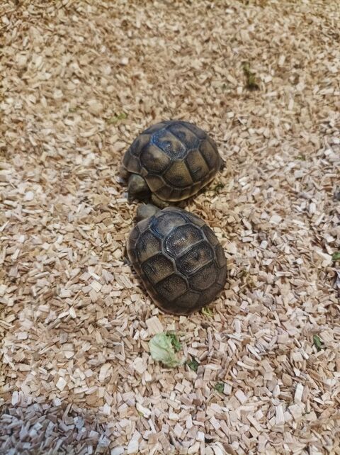 Adorables tortues de terre &acirc;g&eacute;es de 6 mois 40 34500 B�ziers