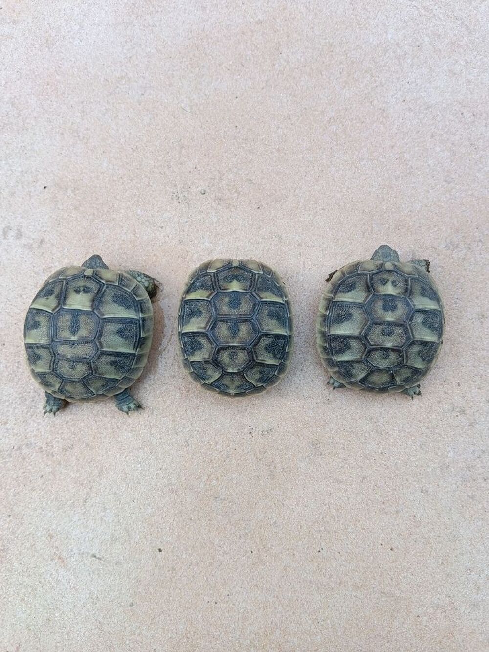   Tortue été 2026 