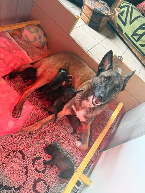 Chiots malinois 800 74200 Thonon-les-bains
