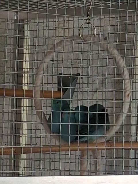 toui celeste 20 02100 Saint-quentin