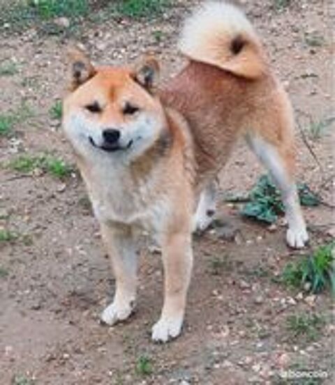   🦊❤️ Véritables Mame Shiba – Import Japon – Pedigrees japonais – Confirmés – ADN 