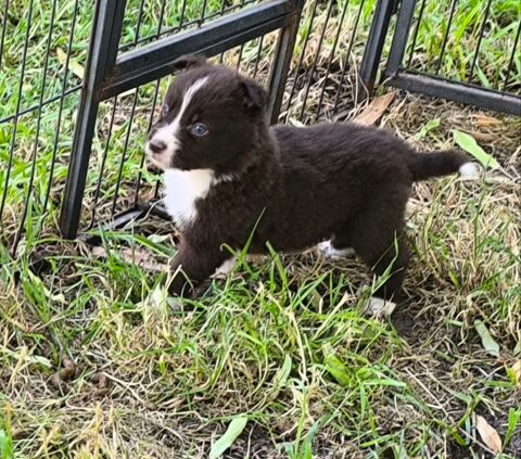 Chiots border collie 700 16300 Barbezieux-saint-hilaire