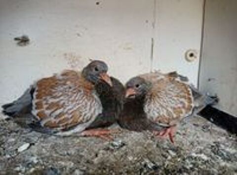   Pigeons pur race 
Sottobanca 
Cauchois  