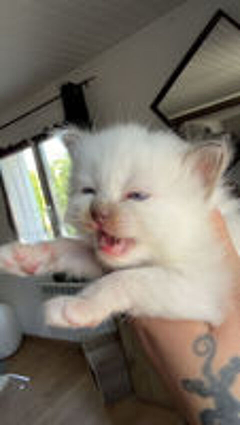  chatons disponible a la reservation 
