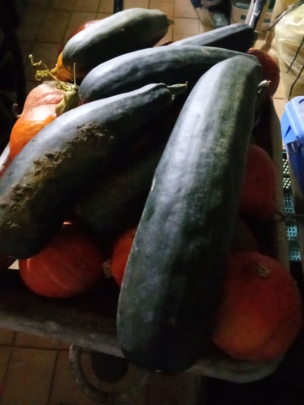 COURGETTES VERTES Jardin
