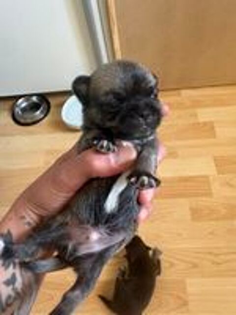   Chiot chihuahua 