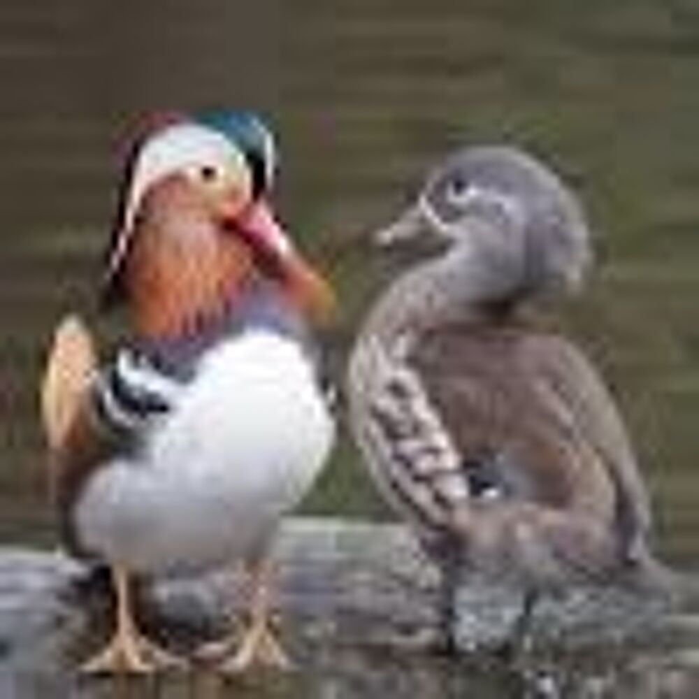   Canards mandarins 