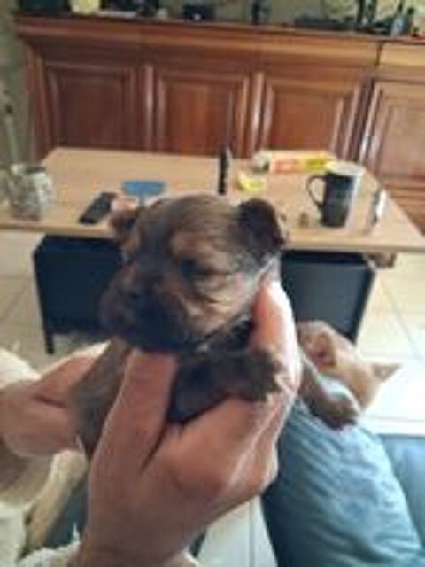   Shorkie Tzu  mâles petits gabarit
