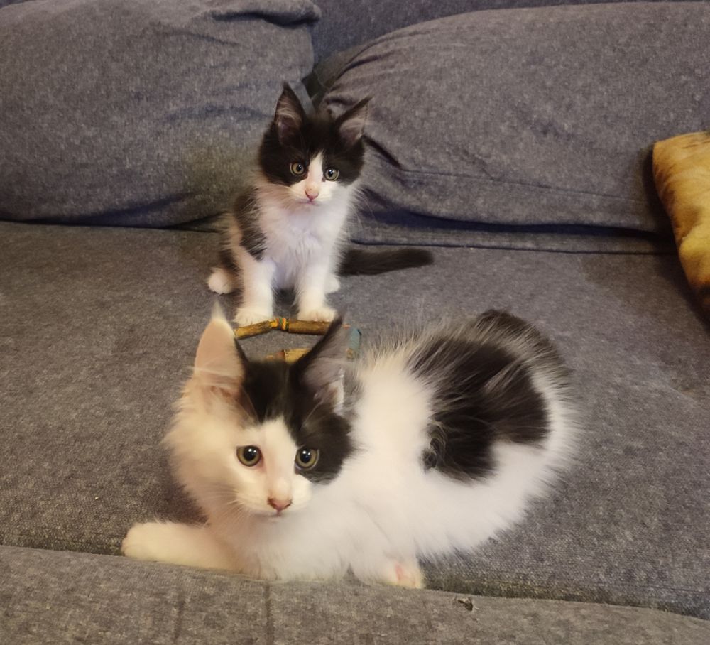  4 chatons Maine Coon LOOF Disponible de suite 