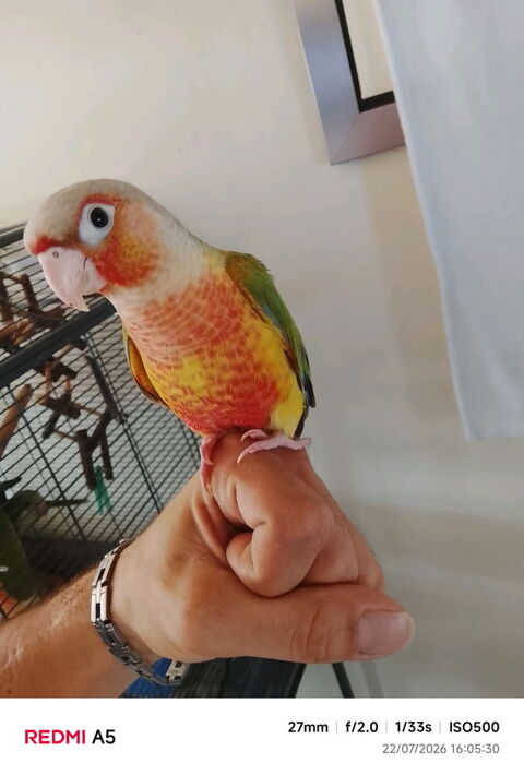 Femelle conure de molinae ananas 260 77240 Vert-saint-denis