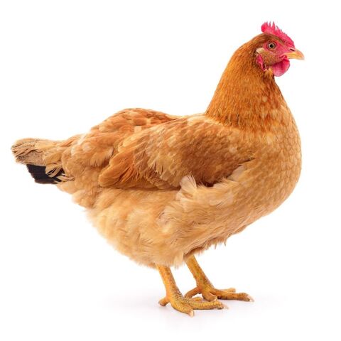 Les poules du jardin d'Olive. 13 84860 Caderousse