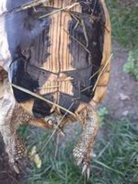   Tortue femelle 18 ans 