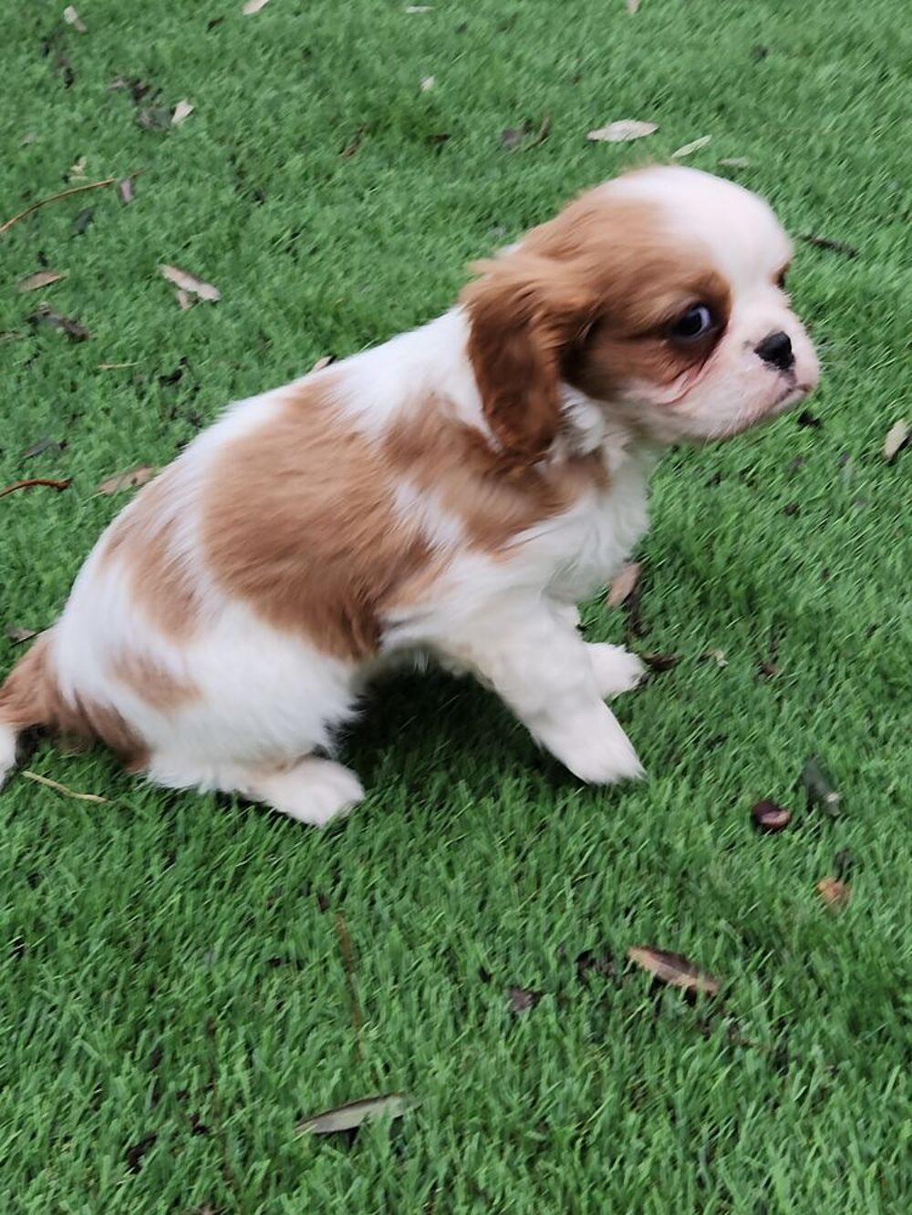   Chiot LOF Cavalier King Charles 