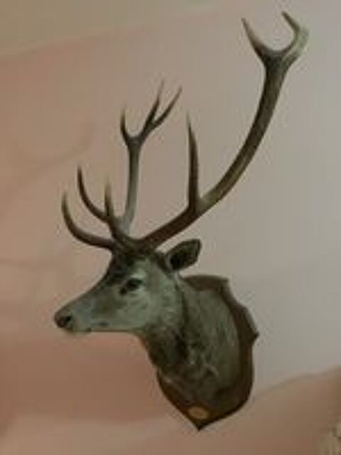   T�te de cerf naturalis�  