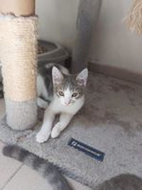  Taz, chaton  conqurir !!! 