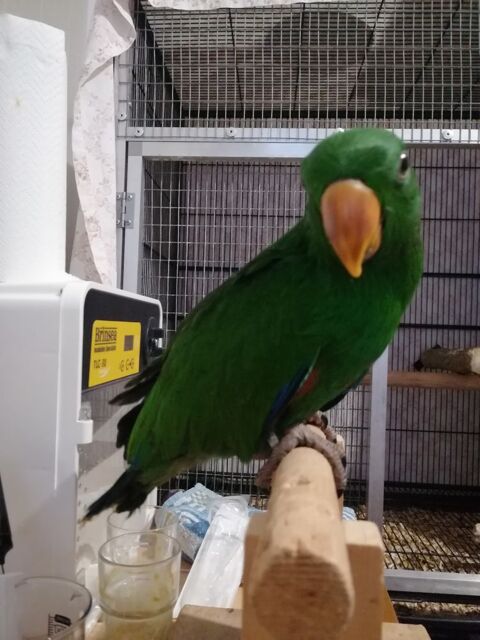 Eclectus polychloros 750 47110 Dolmayrac