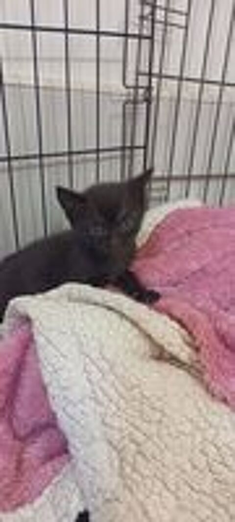   Chat ARMANI à l adoption 
