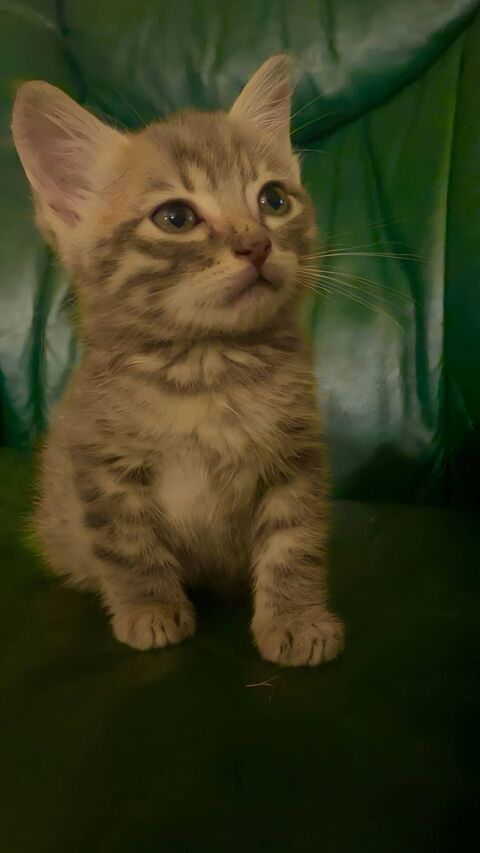 Donne adorable chaton 0 19270 Ussac