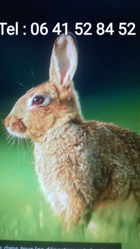LAPINS DE GARENNE 12 56000 Vannes