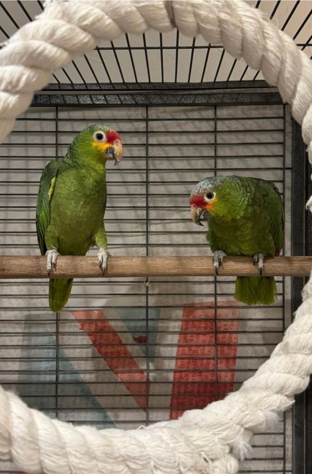   Couple Perroquets Amazones � Front Rouge
