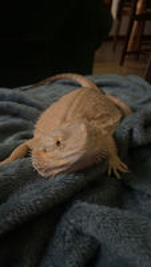   Pogona + terrarium + lampe  