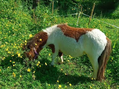 mini shetland PP  très proche des gens 600 