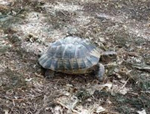   Tortue Graeca mâle adulte 