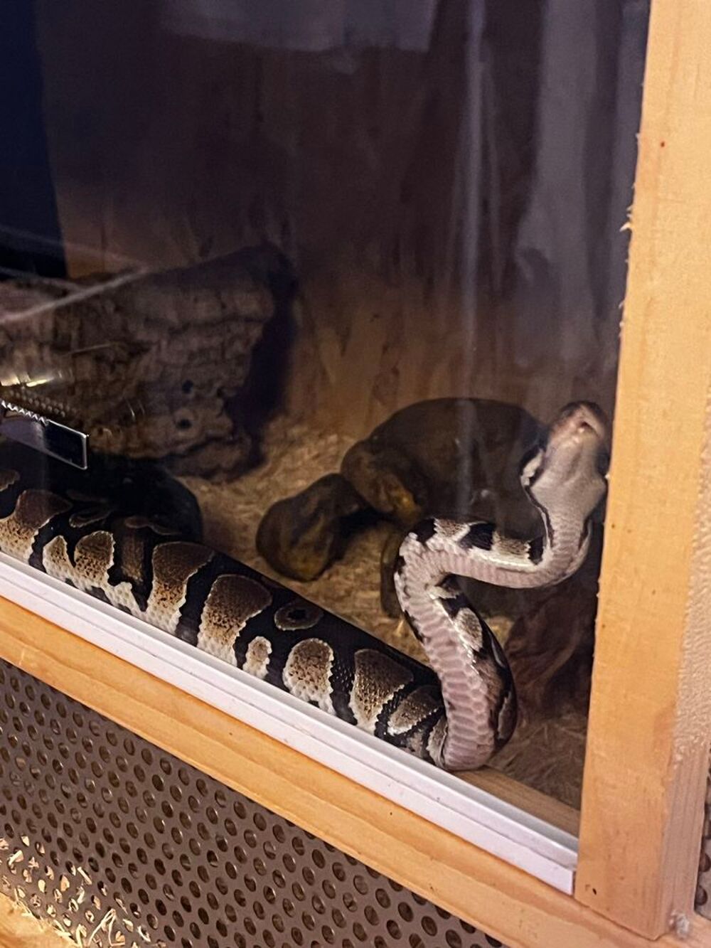 Python Regius 