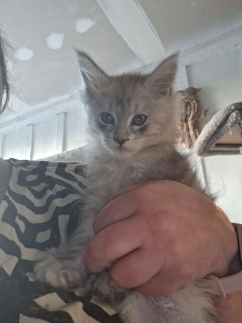 femelle maine coon  1300 76190 Blacqueville