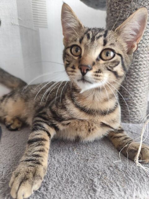 Barbichou, adorable chaton tigr&eacute; 99 50310 Ozeville