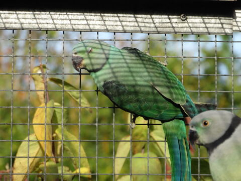 Perruche MALABAR 400 85110 Saint-prouant