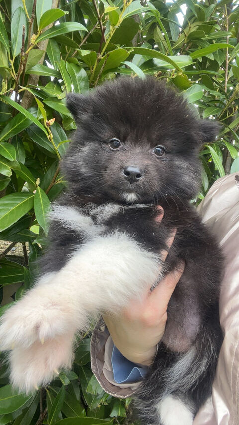 Pomsky pr&ecirc;t 1350 76440 Roncherolles-en-bray