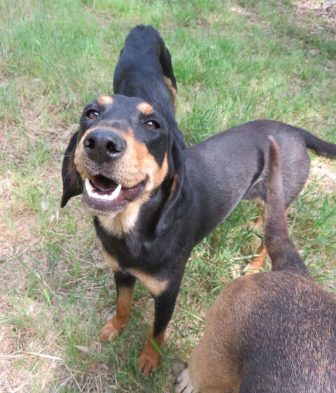 Dorie, 16 mois, est à l'adoption! 0 34000 Montpellier