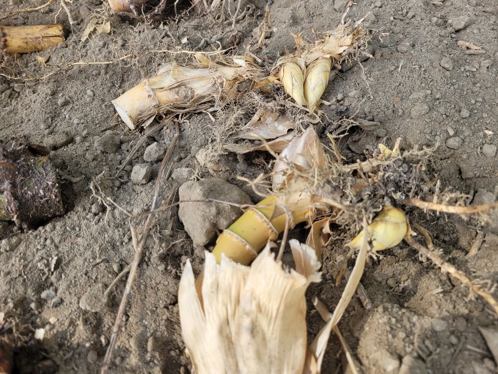 RHIZOMES DE BAMBOUS G&Eacute;ANTS Jardin
