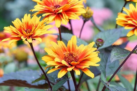 H�liopsis Funcky Spinner graines 2 Sainte-Genevi�ve-des-Bois (91)