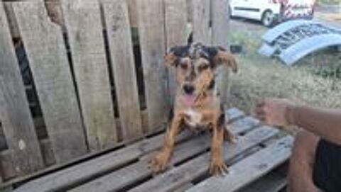   A ADOPTER ADORABLE CHIOT BORDER COLLIE 