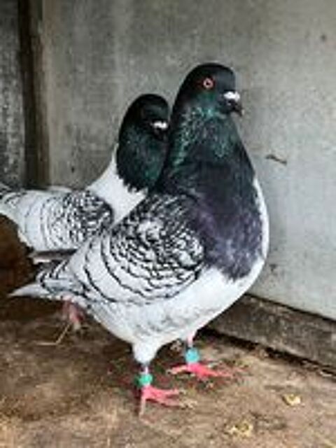   Pigeons : Strasser de Moravie 