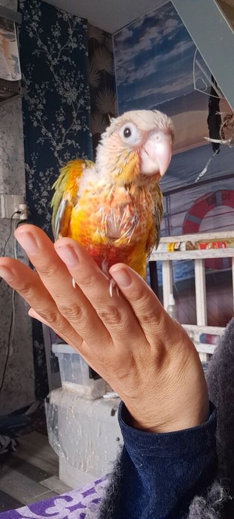 Conure molinae / lépida apprivoisé sociale eam sexé par ADN 135 77700 Chessy