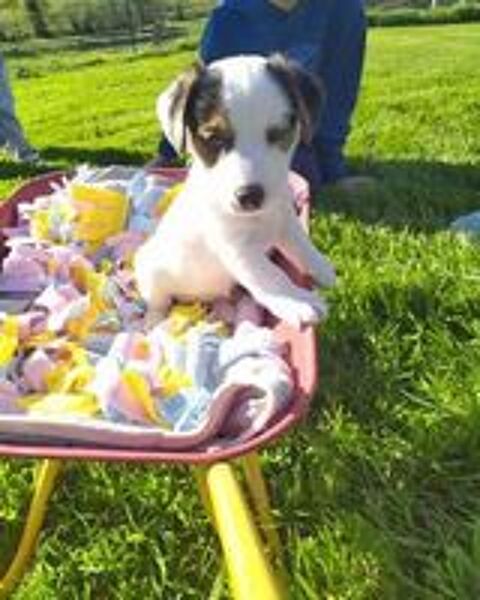   Chiots Jack Russel LOF 