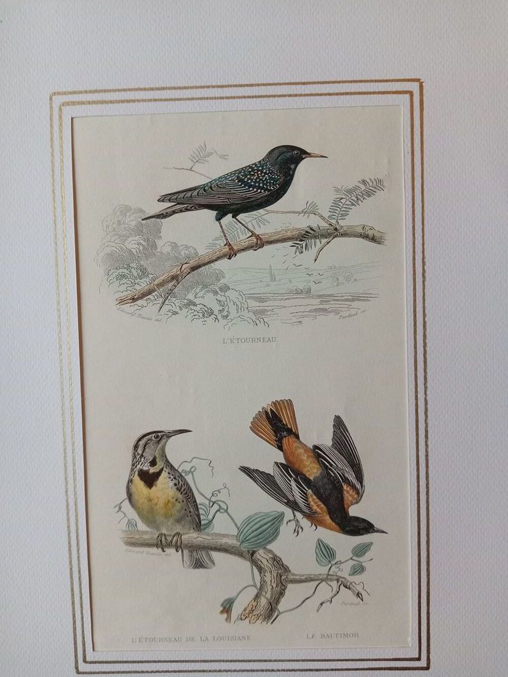 GRAVURES ORIGINALES DE BUFFON LES OISEAUX 1830 