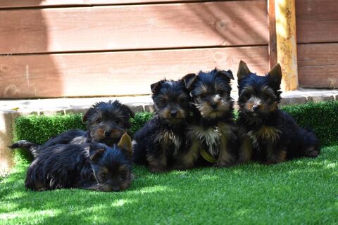 chiots yorkshire,york 1000 83170 Brignoles