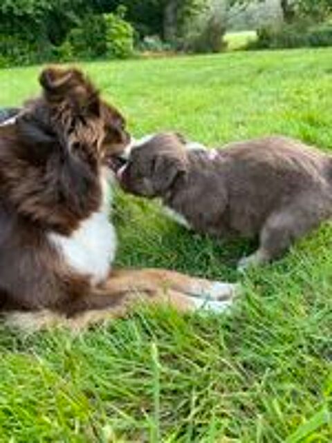   Chiot Berger Américain Miniature 