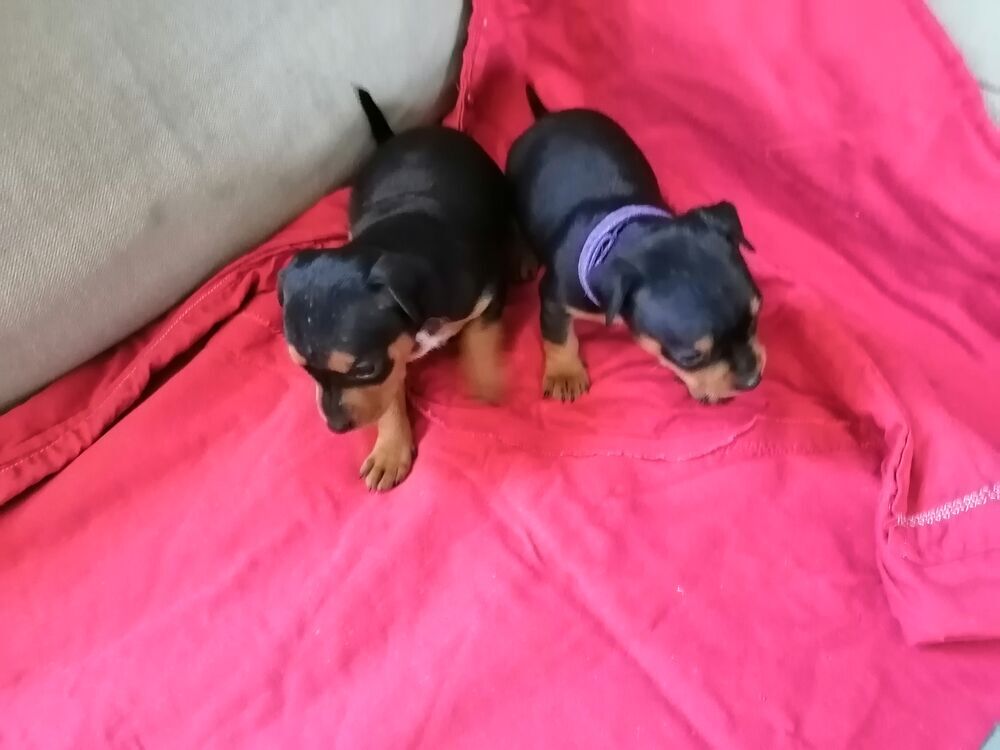   Don gratuit pinscher nain  