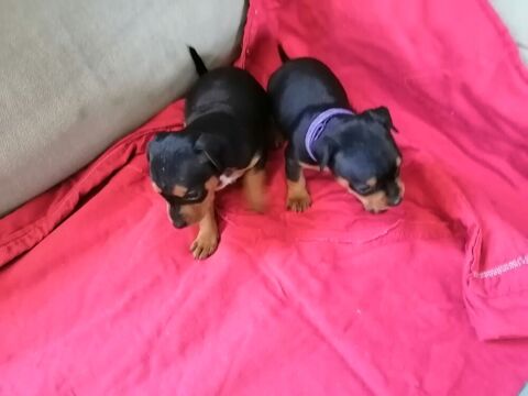 Don gratuit pinscher nain 0 18000 Bourges