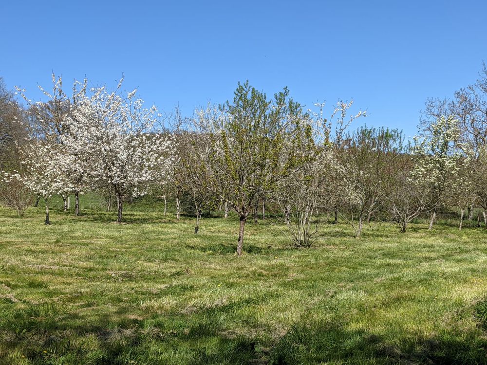 Vente Maison Authentique domaine rural à restaurer sur 11 hectares d'un s Montesquieu-volvestre