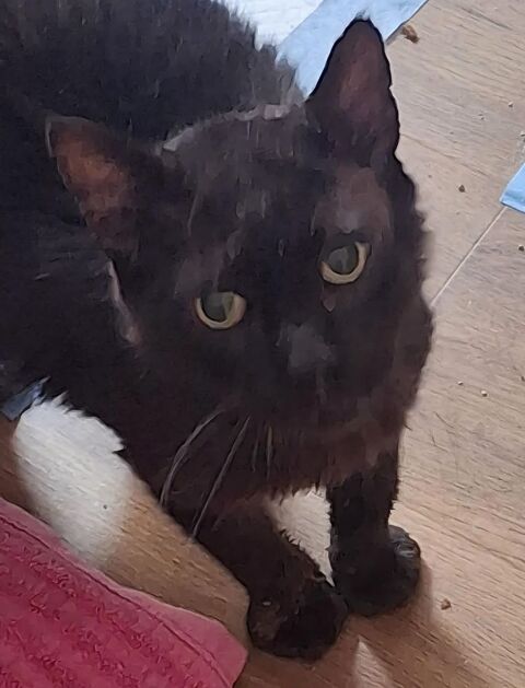 Noirot chat qui cherche un panier retraite si gentil 0 86100 Châtellerault