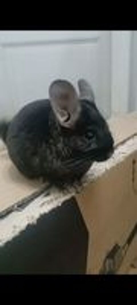   Chinchillas plus cage  
