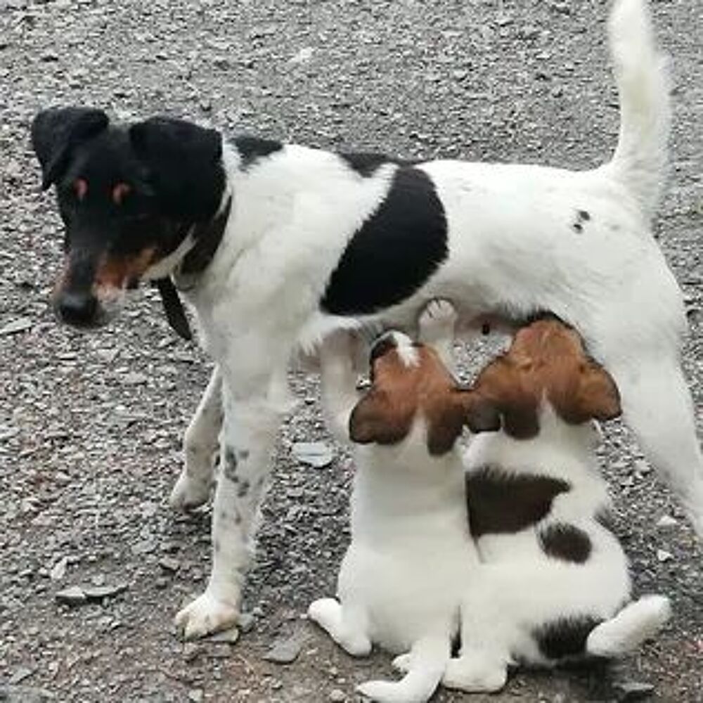  Chiots fox terrier poils lisses CHASSE JEUX COMPAGNIE  