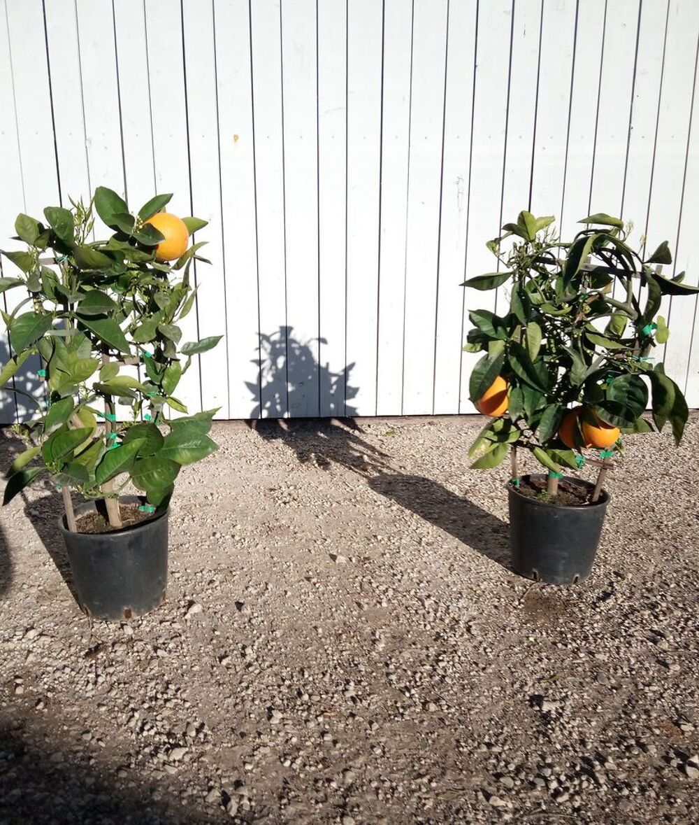 Agrume Oranger 'Navel' cultiv&eacute; sur treille et en container. Jardin